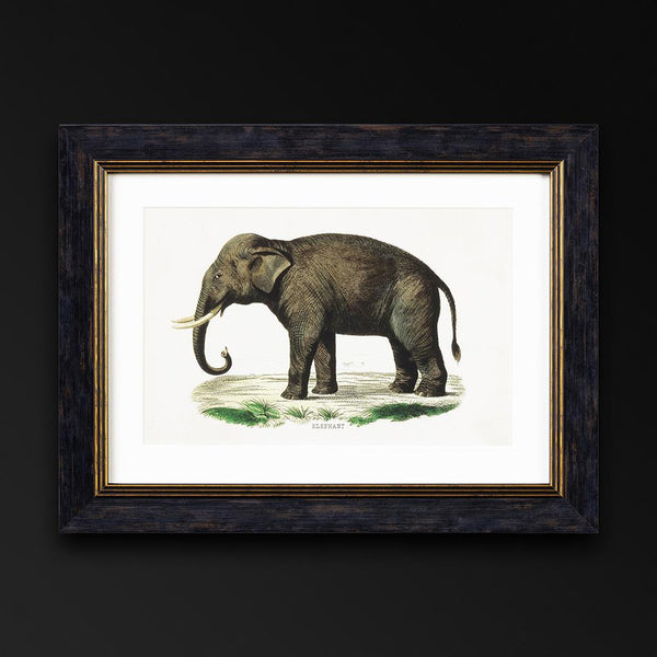 Elephants Framed Wall Art - Set of 2 x 50cm