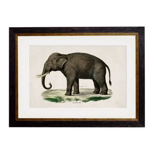 Elephants Framed Wall Art - Set of 2 x 50cm