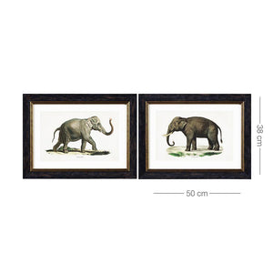 Elephants Framed Wall Art - Set of 2 x 50cm