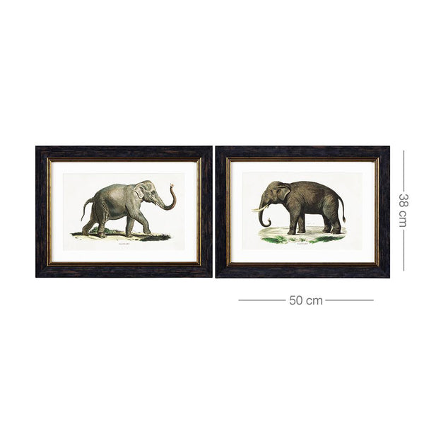 Elephants Framed Wall Art - Set of 2 x 50cm