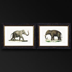 Elephants Framed Wall Art - Set of 2 x 50cm