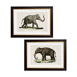 Elephants Framed Wall Art - Set of 2 x 70cm