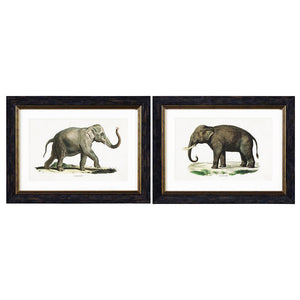 Elephants Framed Wall Art - Set of 2 x 70cm