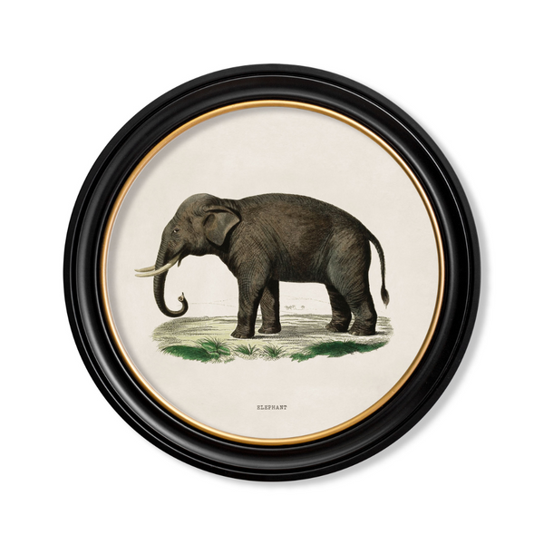 Elephants Framed Wall Art - Set of 2 x 44cm