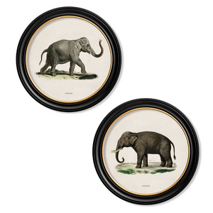 Elephants Framed Wall Art - Set of 2 x 44cm
