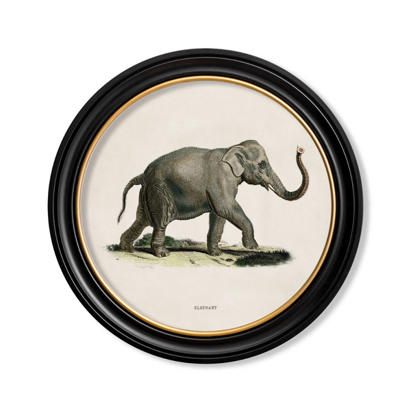 Elephants Framed Wall Art - Set of 2 x 70cm