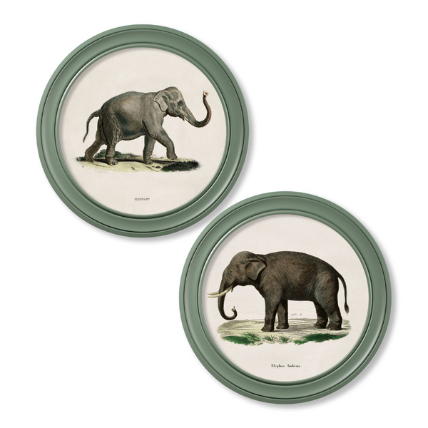 Elephants Framed Wall Art - Green - Set of 2 x 70cm