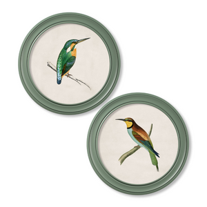 Kingfisher and Bee Eater Framed Wall Art x 70cm