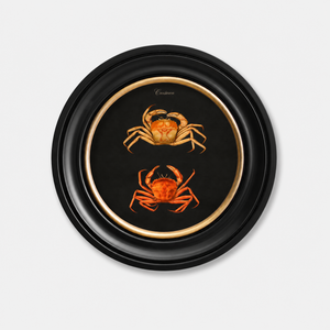 Marine Animals Framed Wall Art - Set of 4 x 44cm
