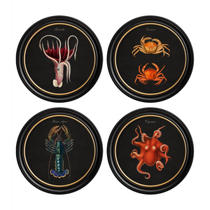 Marine Animals Framed Wall Art - Set of 4 x 70cm