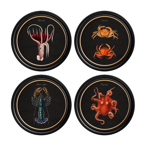 Marine Animals Framed Wall Art - Set of 4 x 70cm