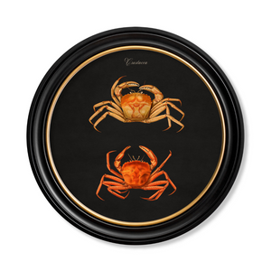 Marine Animals Framed Wall Art - Set of 4 x 70cm