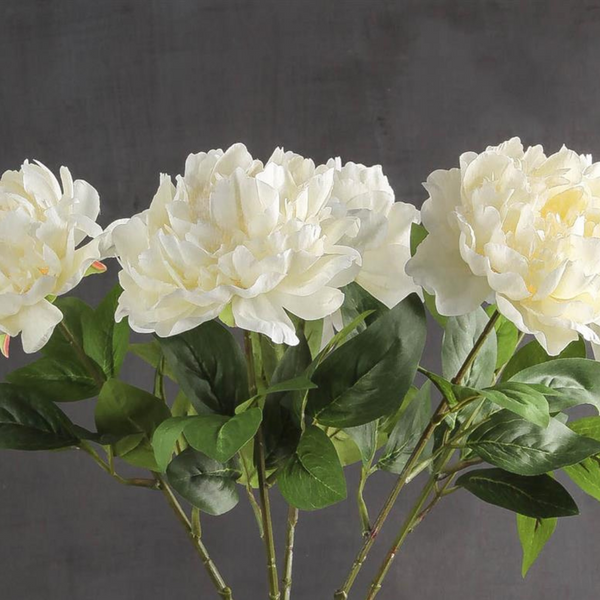 Off White Peony Stems - Pack of 5