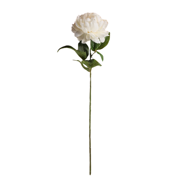 Off White Peony Stems - Pack of 5