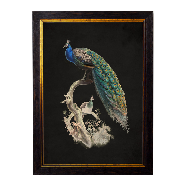 Peacocks Framed Wall Art - Set of 2 x 50cm