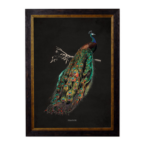 Peacocks Framed Wall Art - Set of 2 x 50cm