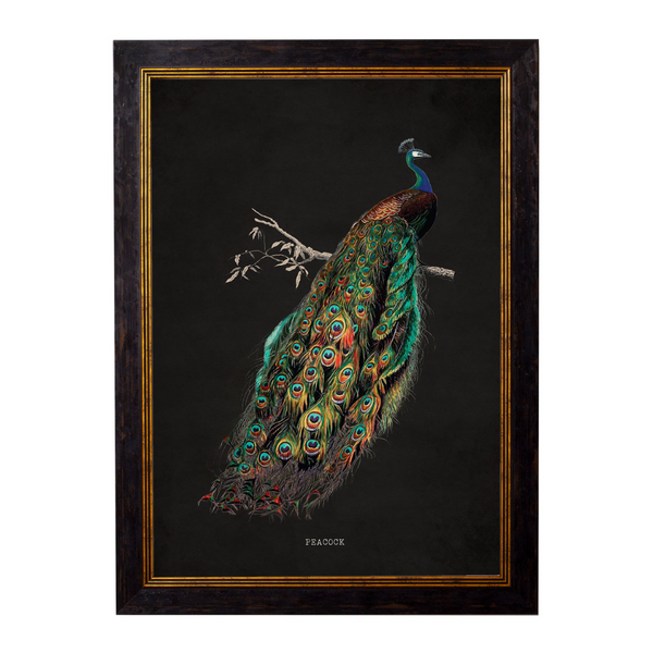 Peacocks Framed Wall Art - Set of 2 x 50cm