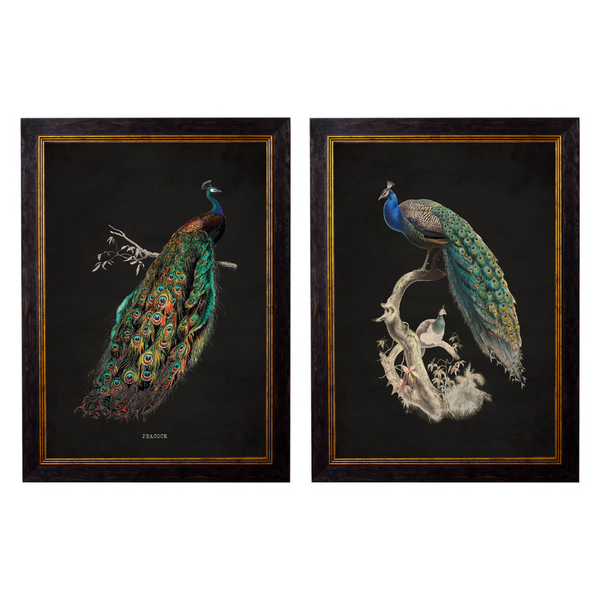 Peacocks Framed Wall Art - Set of 2 x 95cm