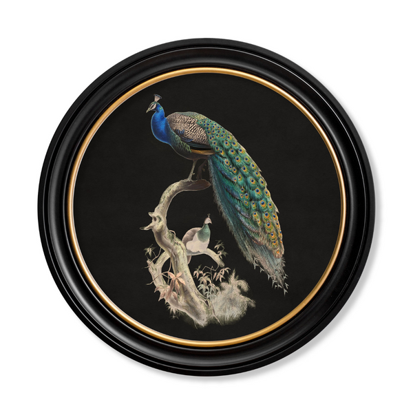Peacocks Framed Wall Art - Set of 2 x 44cm
