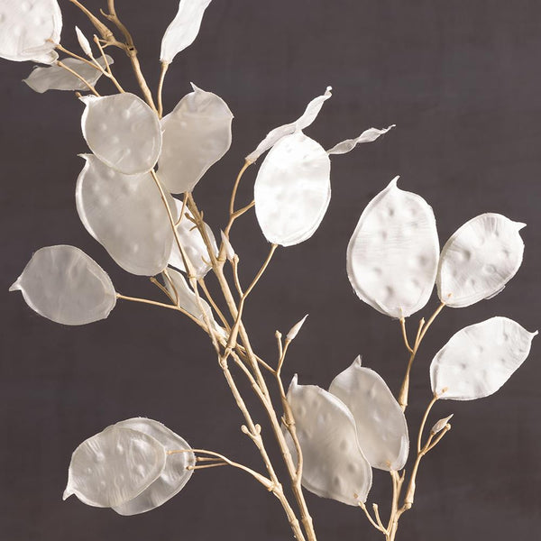 Silver Dollars Spray - Stem