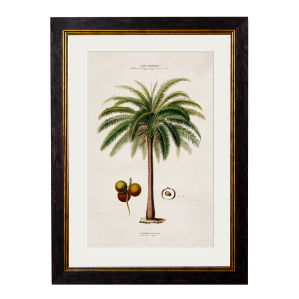 Studies of Palm Trees Framed Wall Art - Set of 4 x 50cm