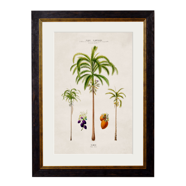 Studies of Palm Trees Framed Wall Art - Set of 4 x 50cm