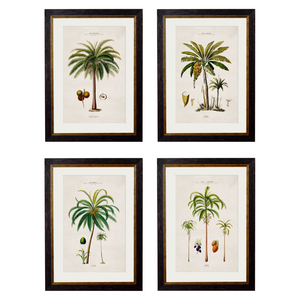 Studies of Palm Trees Framed Wall Art - Set of 4 x 50cm