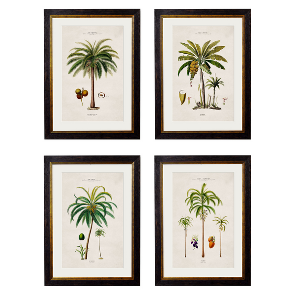 Studies of Palm Trees Framed Wall Art - Set of 4 x 50cm