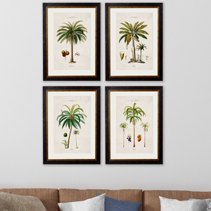 Studies of Palm Trees Framed Wall Art - Set of 4 x 50cm