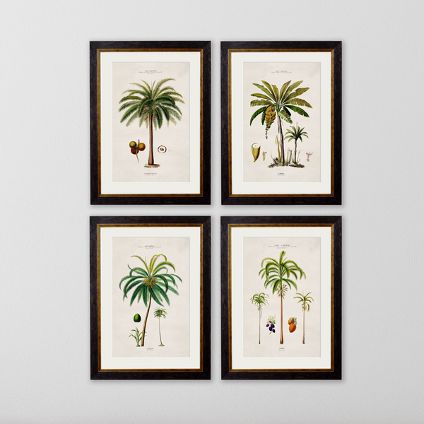 Studies of Palm Trees Framed Wall Art - Set of 4 x 95cm