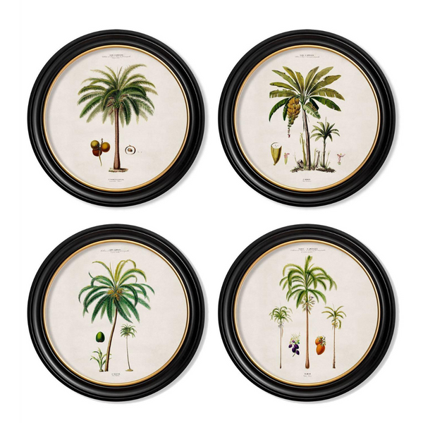 Studies of Palm Trees Framed Wall Art - Round - Set of 4 x 44cm
