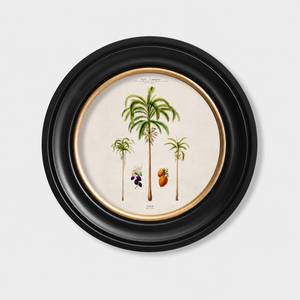 Studies of Palm Trees Framed Wall Art - Round - Set of 4 x 44cm