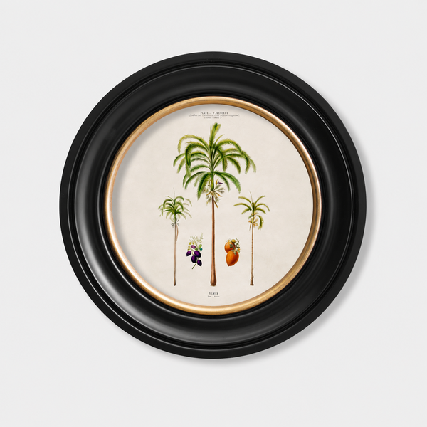 Studies of Palm Trees Framed Wall Art - Round - Set of 4 x 44cm