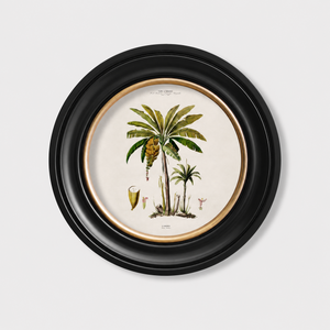 Studies of Palm Trees Framed Wall Art - Round - Set of 4 x 44cm