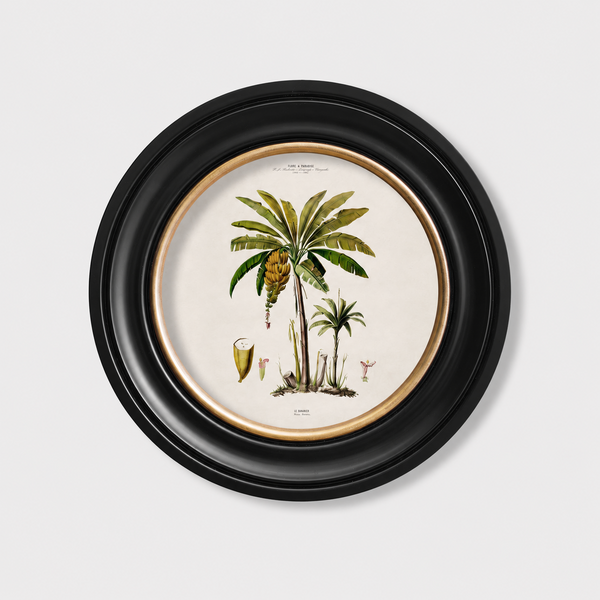 Studies of Palm Trees Framed Wall Art - Round - Set of 4 x 44cm