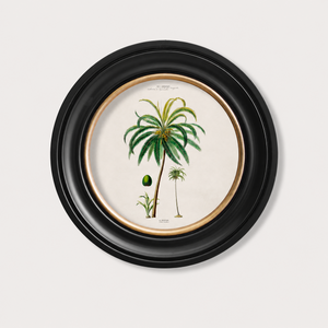Studies of Palm Trees Framed Wall Art - Round - Set of 4 x 44cm
