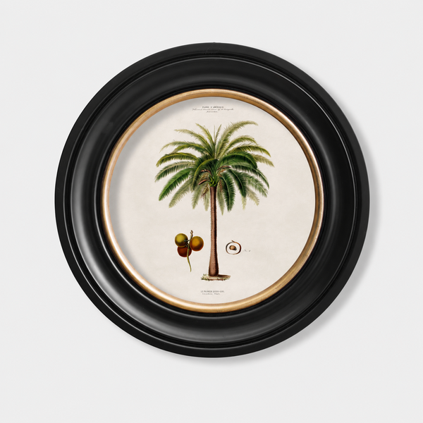 Studies of Palm Trees Framed Wall Art - Round - Set of 4 x 44cm
