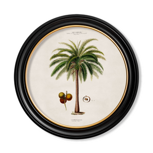 Studies of Palm Trees Framed Wall Art - Round - Set of 4 x 70cm