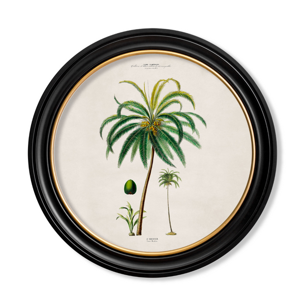 Studies of Palm Trees Framed Wall Art - Round - Set of 4 x 70cm