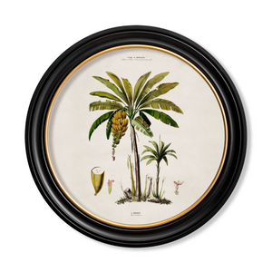 Studies of Palm Trees Framed Wall Art - Round - Set of 4 x 70cm