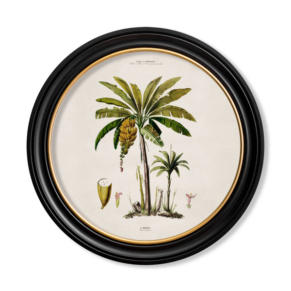 Studies of Palm Trees Framed Wall Art - Round - Set of 4 x 70cm