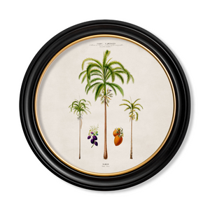 Studies of Palm Trees Framed Wall Art - Round - Set of 4 x 70cm