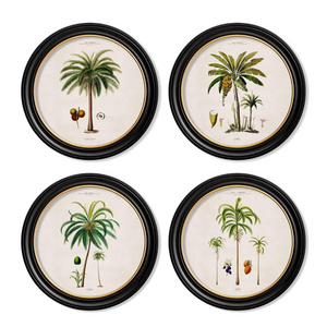 Studies of Palm Trees Framed Wall Art - Round - Set of 4 x 70cm