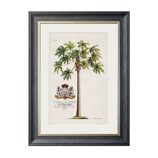 Studies of Palms Framed Wall Art - Grey - Set of 4 x 50cm