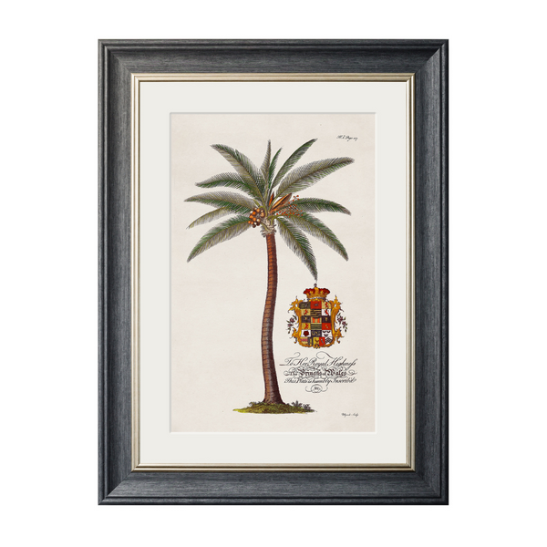 Studies of Palms Framed Wall Art - Grey - Set of 4 x 70cm