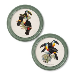 Toucans Framed Wall Art - Green - Set of 2 x 70cm