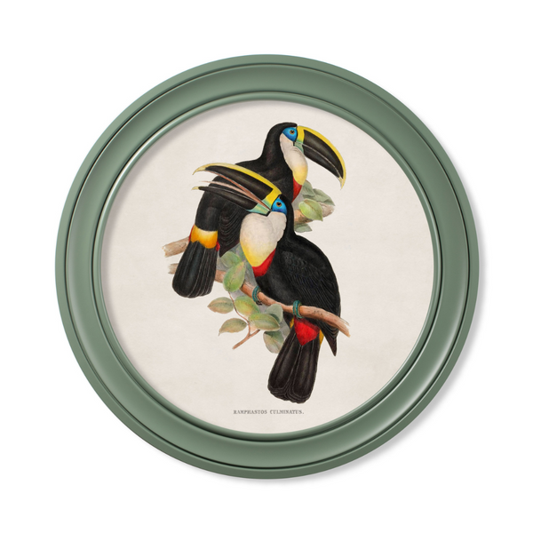 Toucans Framed Wall Art - Green - Set of 2 x 70cm