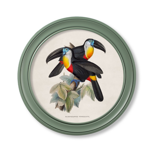 Toucans Framed Wall Art - Green - Set of 2 x 70cm