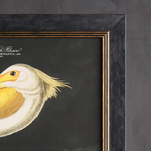White Pelican Framed Wall Art x 50cm