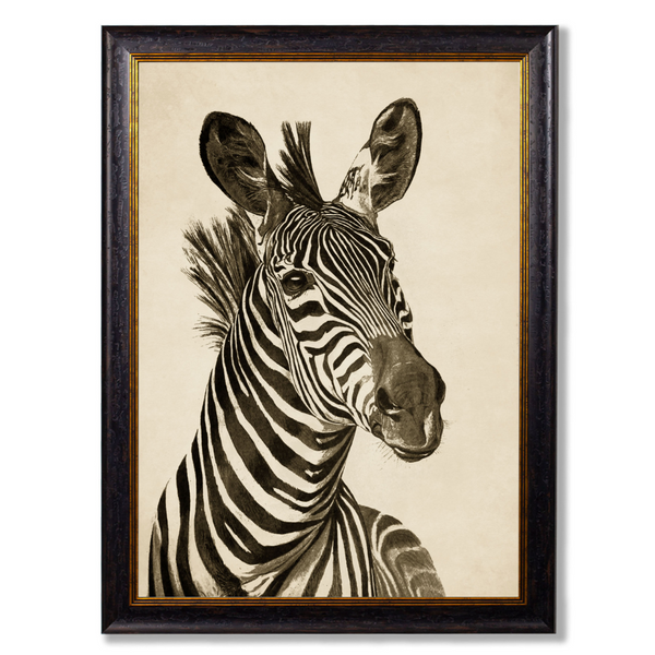 Zebra Framed Wall Art - Set of 2 x 50cm